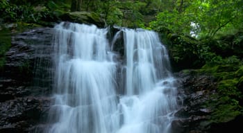 Okinawa featuring rainforest and a cascade