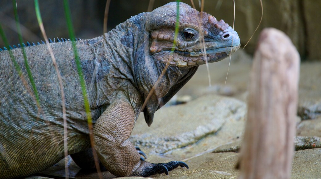 Colchester Zoo showing zoo animals and dangerous animals