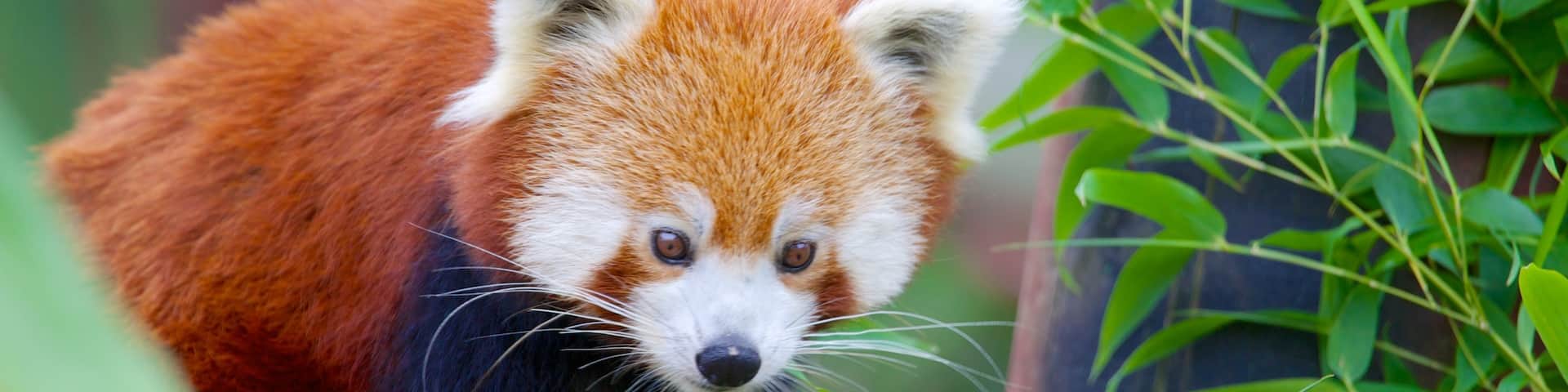 Colchester Zoo which includes animals and zoo animals