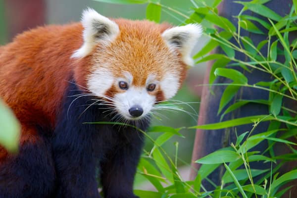 Zoo de Colchester montrant animaux de zoo et animaux