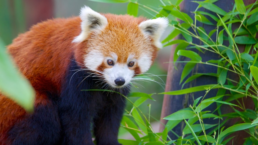 Colchester Zoo som visar zoodjur och djur