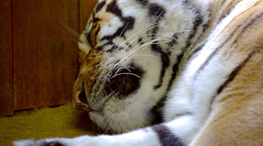 Dierentuin van Colchester inclusief dierentuindieren en gevaarlijke dieren