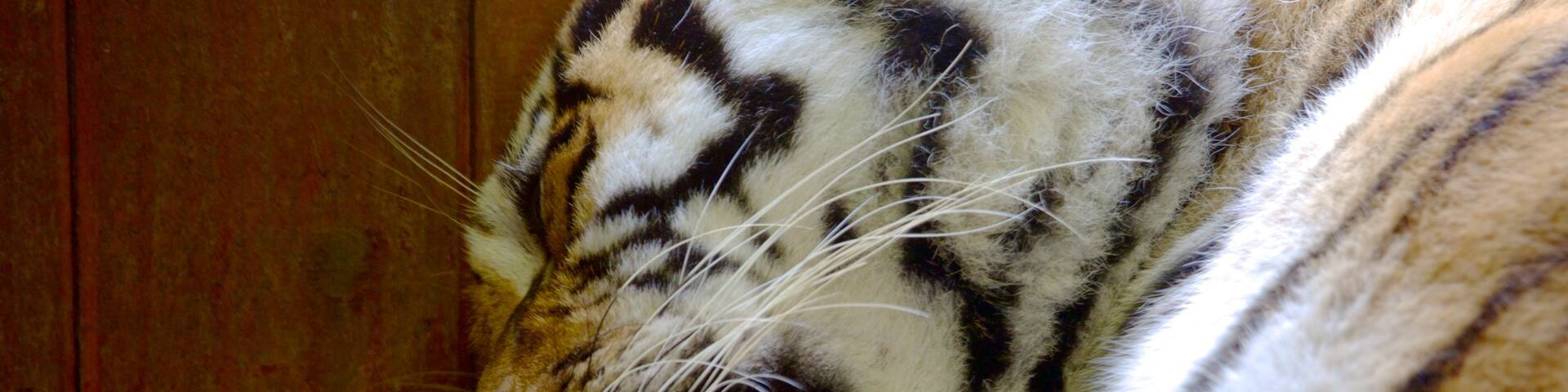 Colchester Zoo showing zoo animals and dangerous animals