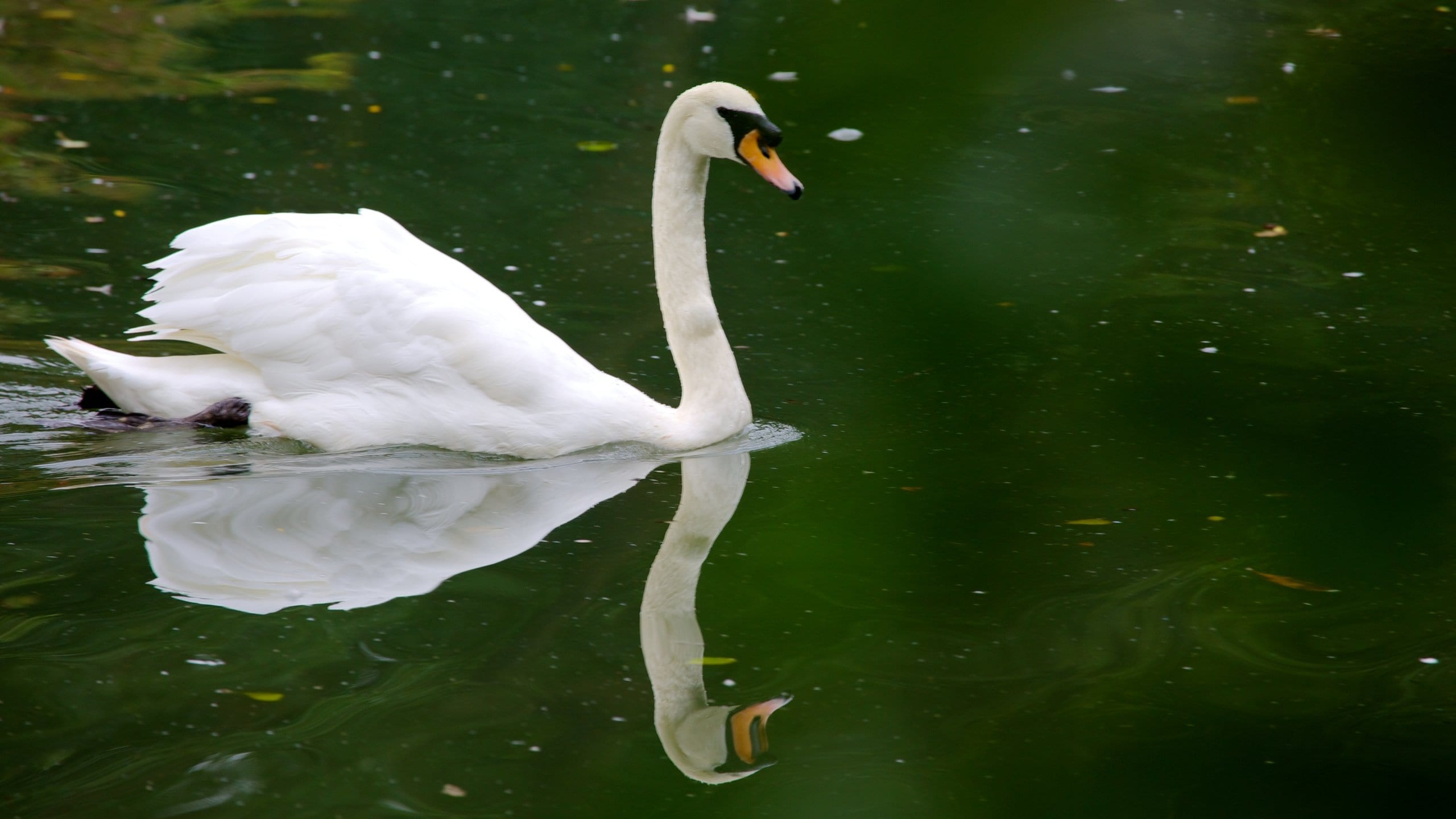 Colchester Zoo featuring zoo animals, bird life and a pond