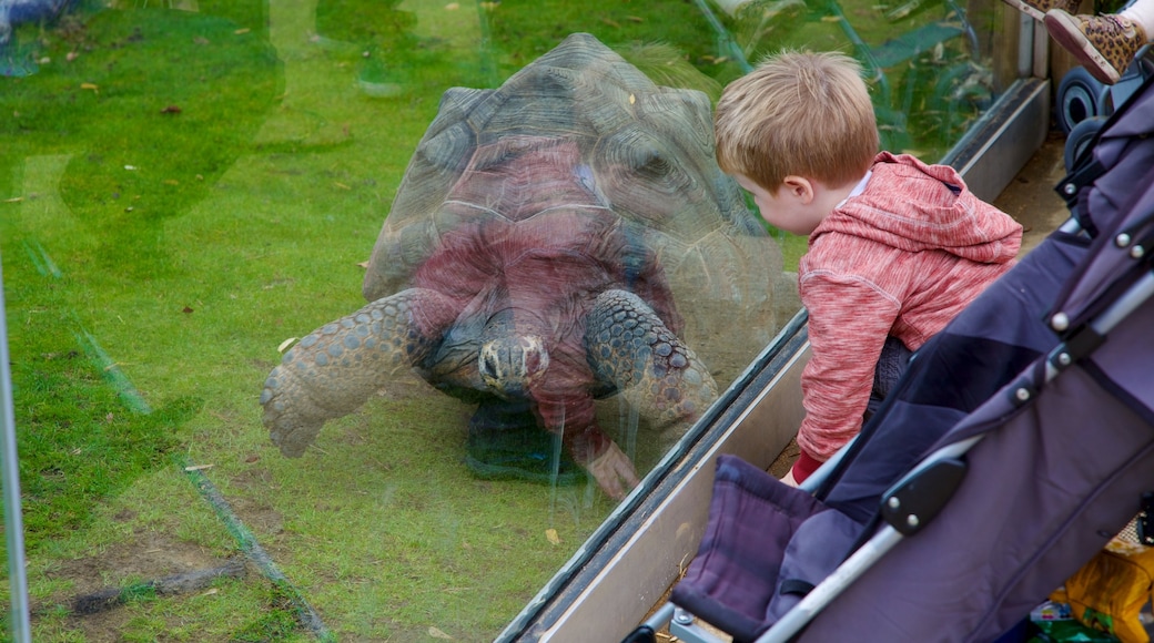 Dierentuin van Colchester bevat dierentuindieren en dieren en ook een kind