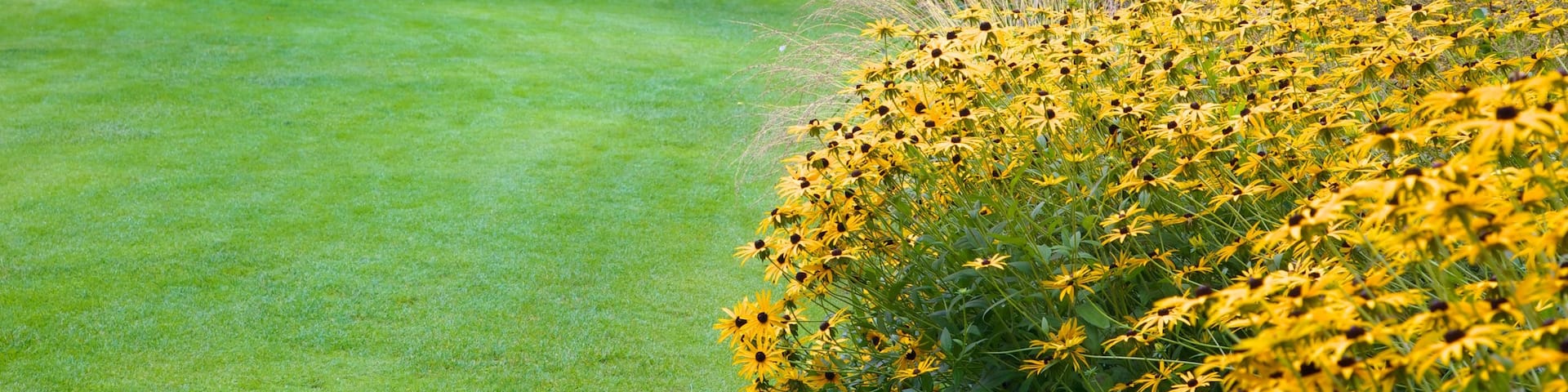 Beth Chatto Garden showing a garden and flowers