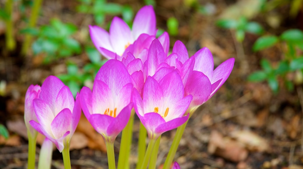 Beth Chatto Garden featuring flowers, wildflowers and a park