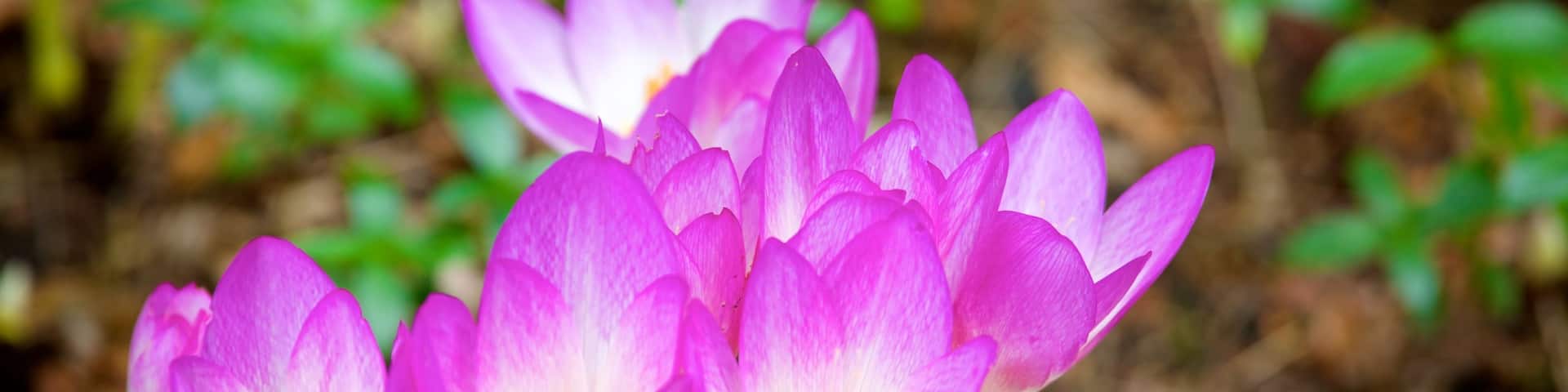 Beth Chatto Garden qui includes fleurs sauvages, fleurs et parc
