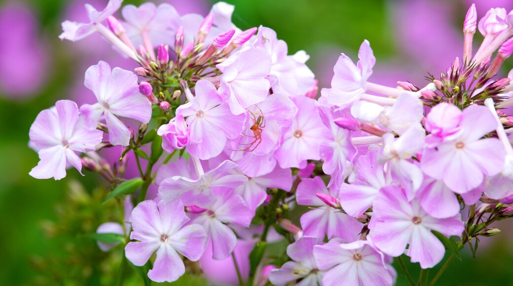 Beth Chatto Garden featuring flowers, wildflowers and a park