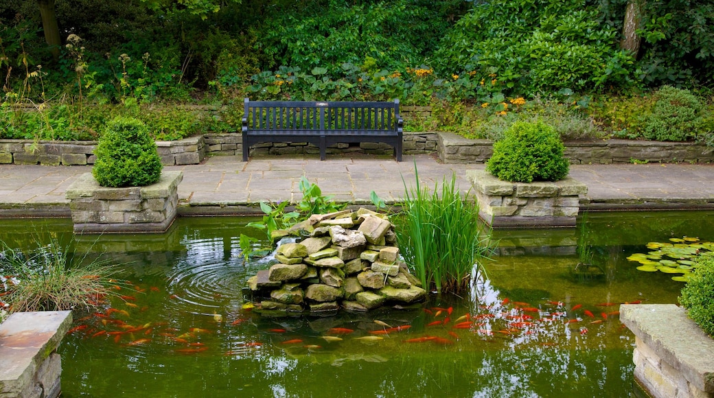 Colchester Castle Park showing a park and a pond