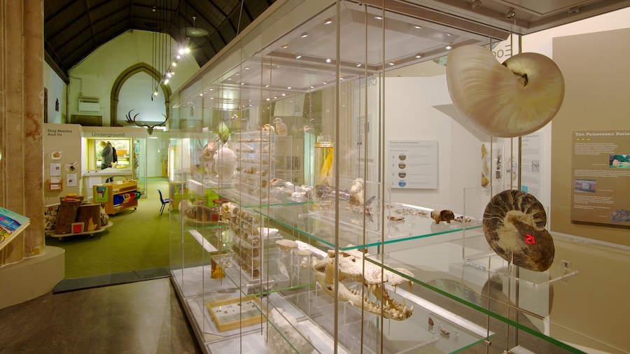 Colchester Natural History Museum which includes interior views