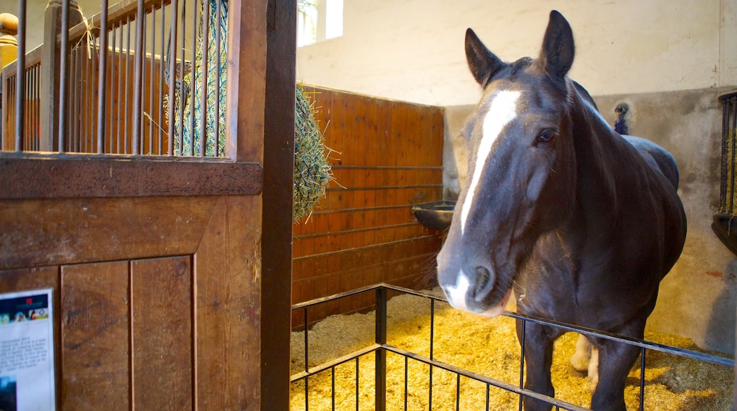 Audley End House showing interior views and land animals