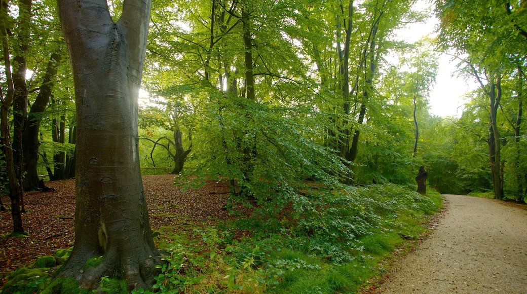 Epping Forest which includes forest scenes