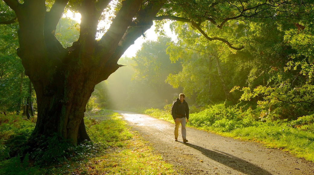 Epping Forest showing hiking or walking, forests and a garden