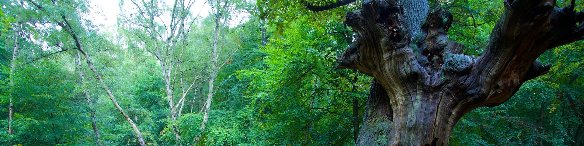 Epping Forest which includes fall colors and forests