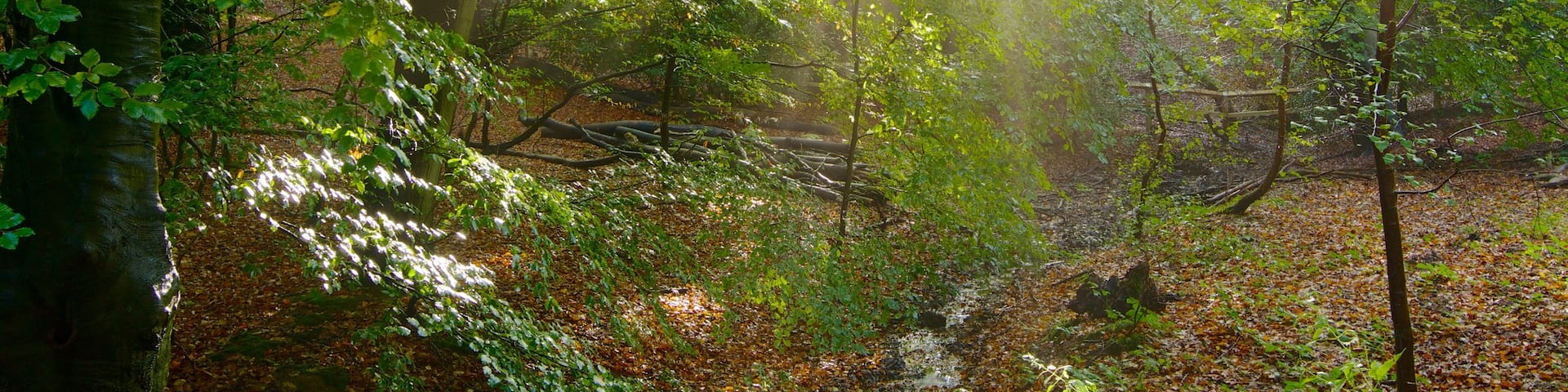 Epping Forest showing forest scenes and autumn leaves