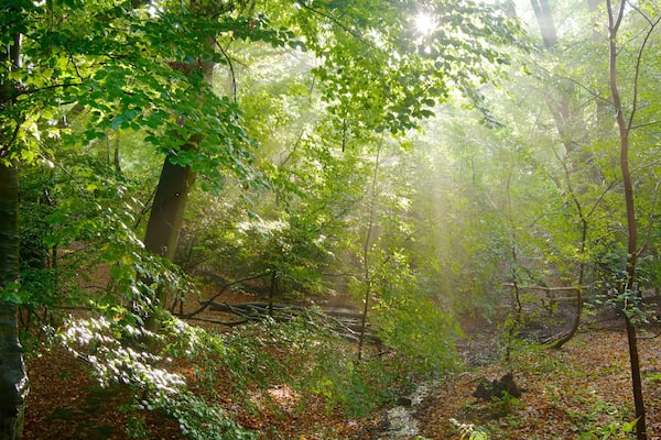 Epping Forest featuring autumn leaves and forests