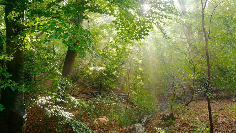 Epping Forest which includes forests and autumn leaves