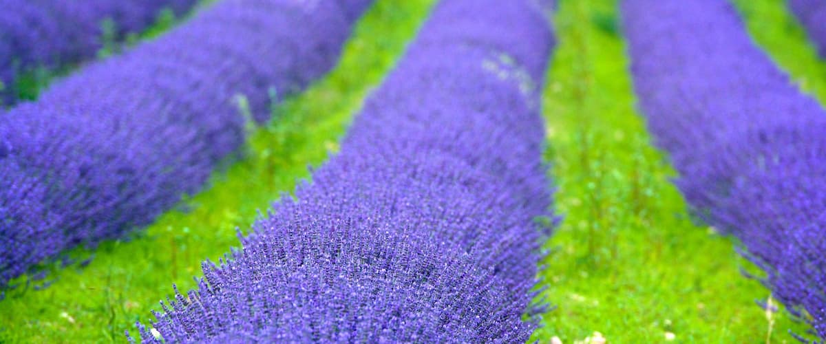 Avignone caratteristiche di fiori
