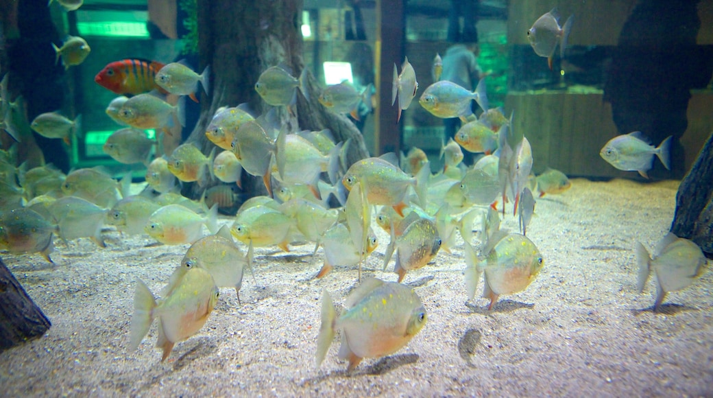 Greater Cleveland Aquarium featuring interior views and marine life