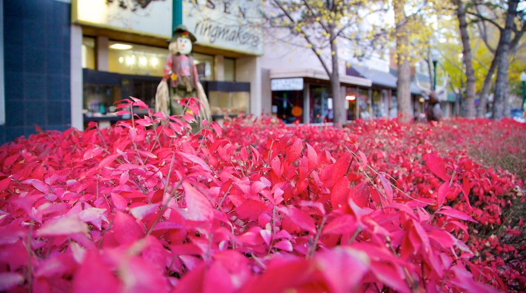 Twin Falls qui includes petite ville ou village et fleurs