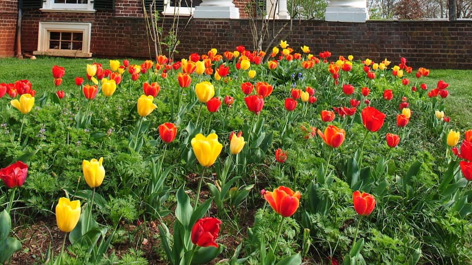 Virginia which includes flowers and a garden