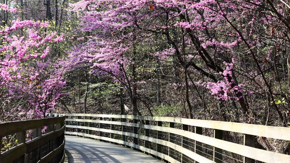 Charlottesville showing flowers, wild flowers and forests