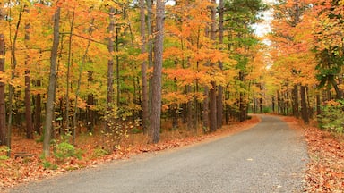 Península de Door que incluye hojas de otoño y paisajes forestales