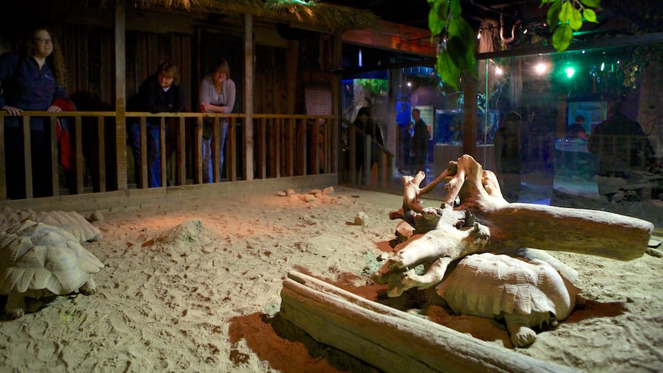 Acuario de Greater Cleveland mostrando vida marina, vistas de interior y animales