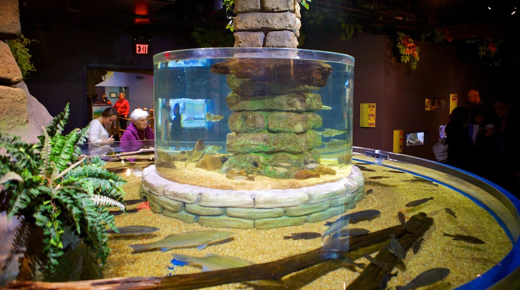 Greater Cleveland Aquarium showing marine life and interior views