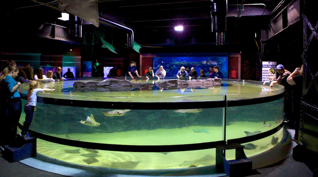 Greater Cleveland Aquarium featuring marine life and interior views