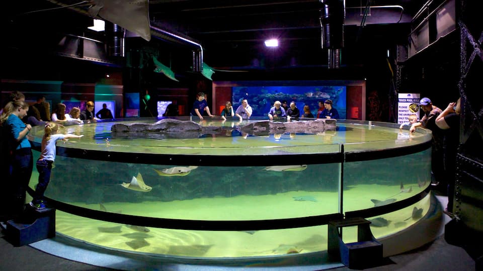 Acuario de Greater Cleveland que incluye vida marina y vistas de interior