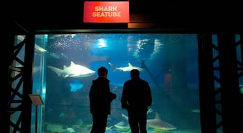 Greater Cleveland Aquarium montrant vues intérieures et vie marine