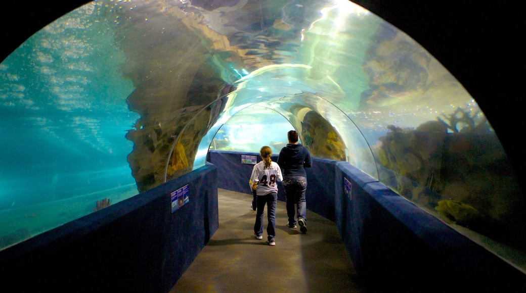 Greater Cleveland Aquarium mostrando animali marini e vista interna