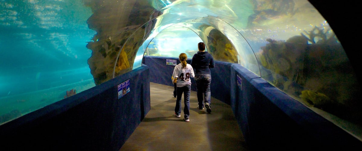 Greater Cleveland Aquarium showing marine life and interior views