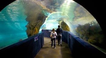 Greater Cleveland Aquarium showing marine life and interior views