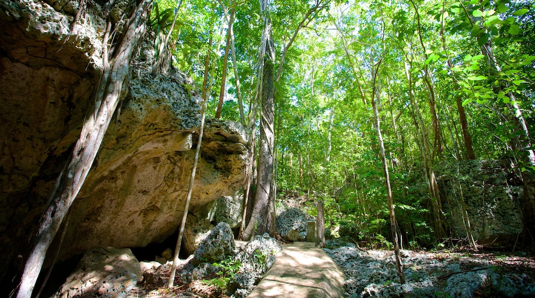 Green Grotto Caves featuring caves and rainforest