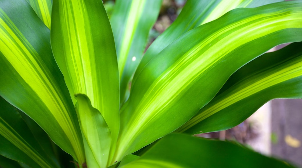 Fern Gully mostrando selva