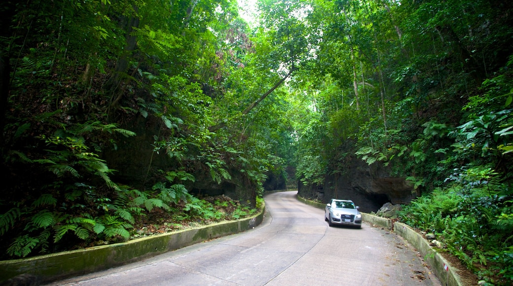 Fern Gully featuring rainforest and touring