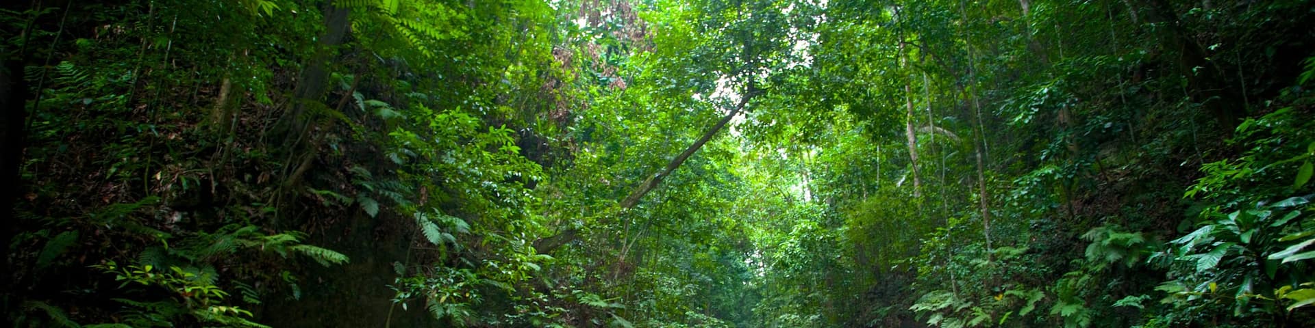 Fern Gully featuring rainforest and touring