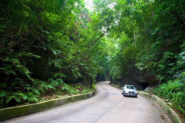 Fern Gully featuring rainforest and touring