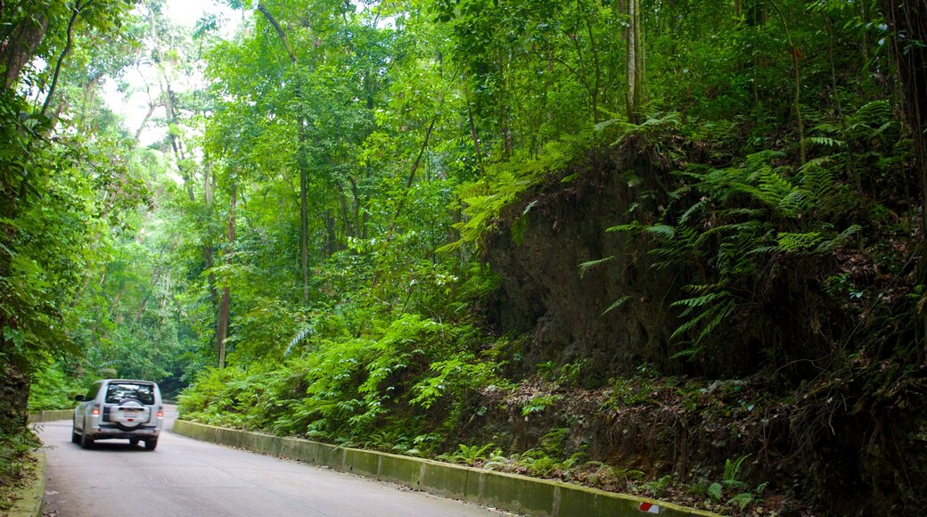 Fern Gully mostrando selva y turismo