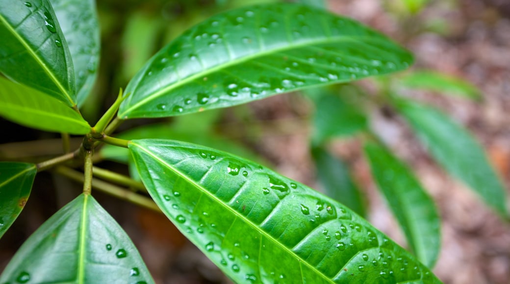 ファーンガリー 表示 熱帯雨林