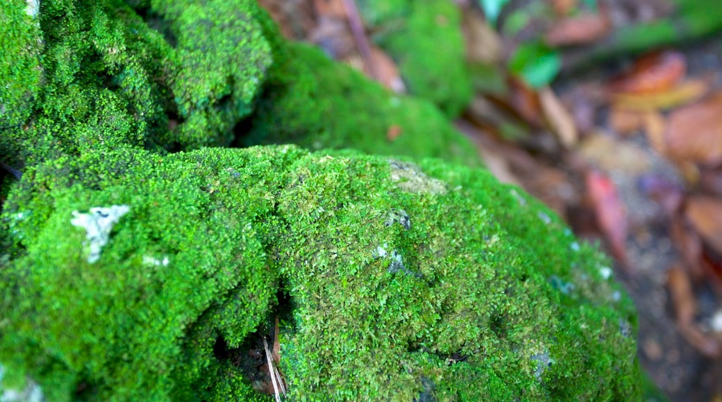 Fern Gully que inclui floresta tropical