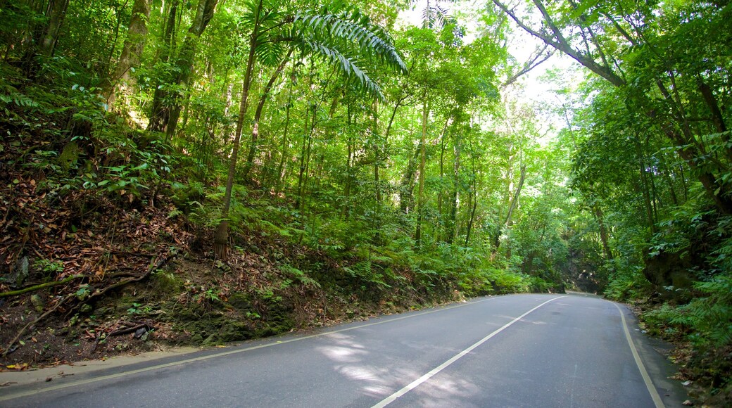 Fern Gully montrant forêt vierge