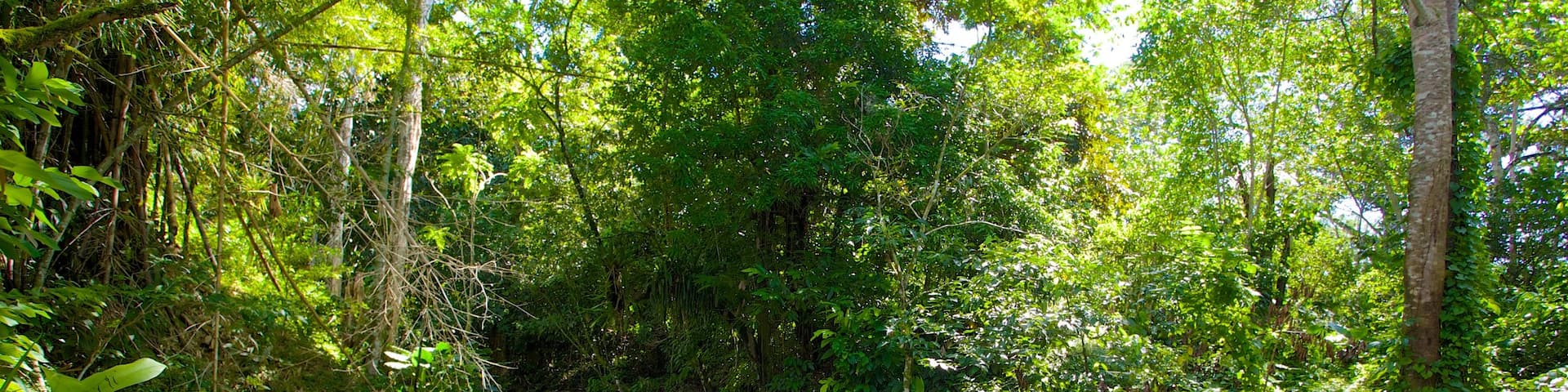 Mayfield Falls showing rapids and rainforest
