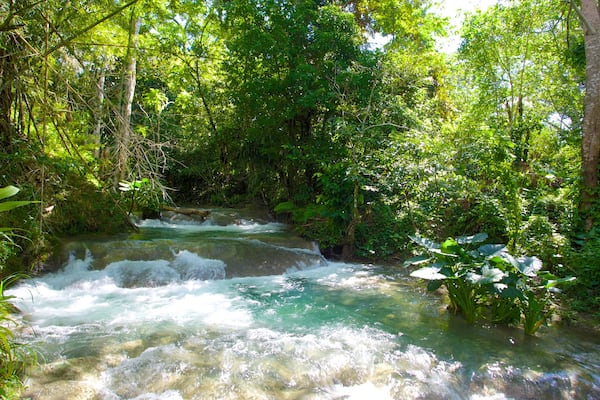 Mayfield-Wasserfälle mit einem Regenwald und Stromschnellen