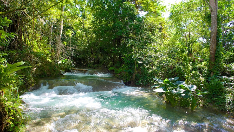 Mayfield Falls which includes rainforest and rapids