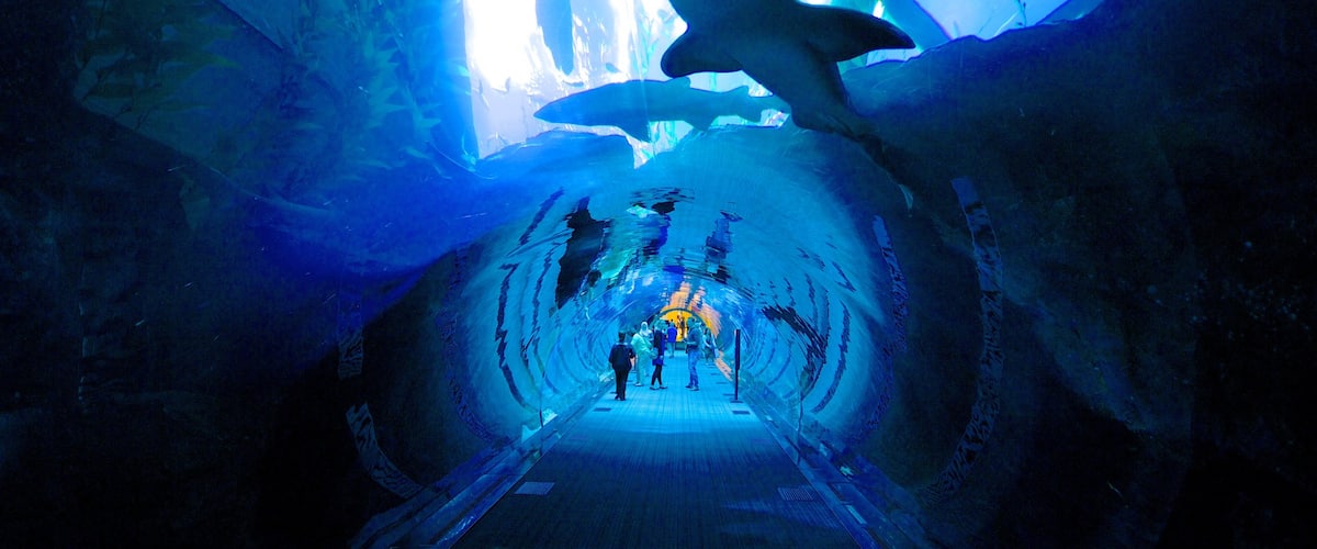 Dubai Mall featuring marine life and interior views as well as a small group of people