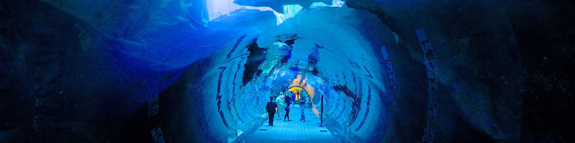 Dubai Mall which includes interior views and marine life as well as a small group of people